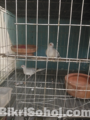 Diamond dove
